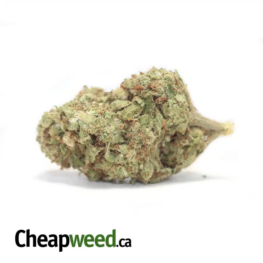 Papaya Kush - Deal of the Day