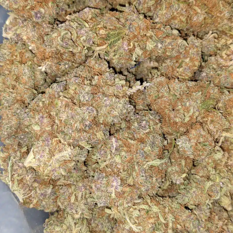 GELATO MINTS DOD 1 I Gelato Mints - *Deal of the Day*