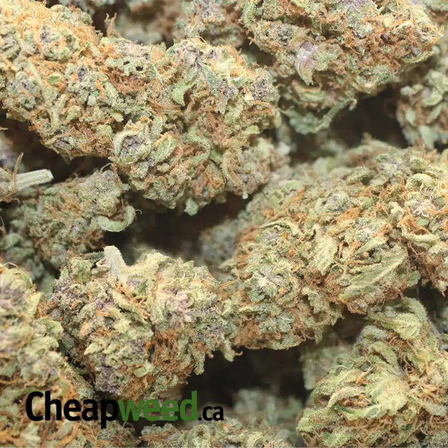 GELATO MINTS DOD 1 I Gelato Mints - *Deal of the Day*