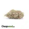 Gelato Mints - *Deal of the Day*