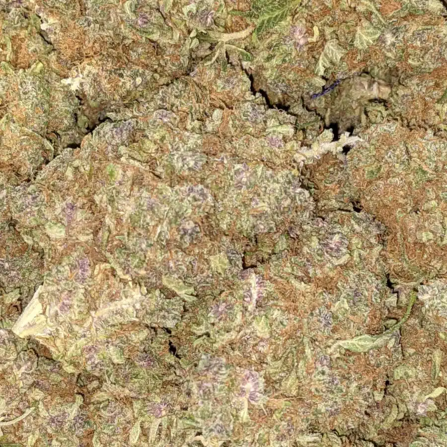 GELATO MINTS DOD 3 I Gelato Mints - *Deal of the Day*