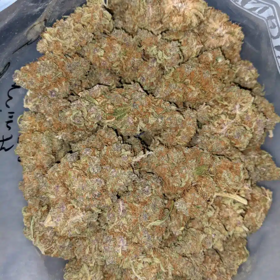 GELATO MINTS DOD 4 I Gelato Mints - *Deal of the Day*