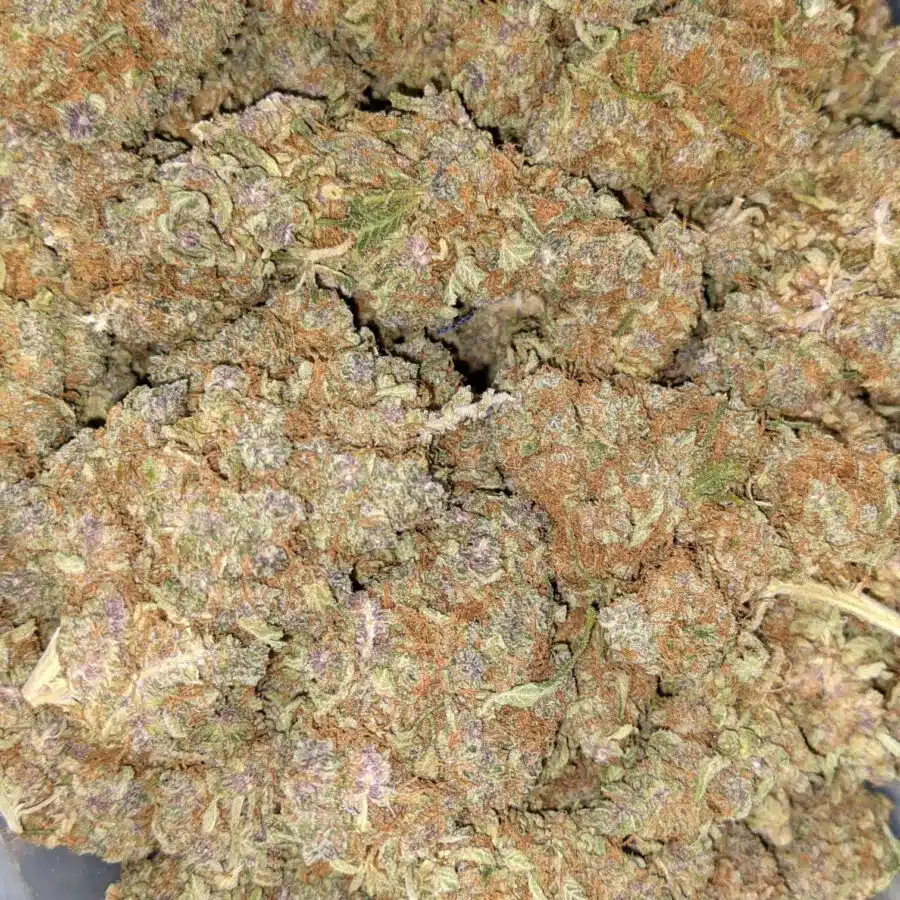 GELATO MINTS DOD 5 I Gelato Mints - *Deal of the Day*