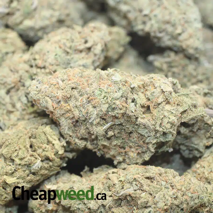 GREEN ROM BULK SPECIAL 1 I Green Romulan Bulk Special