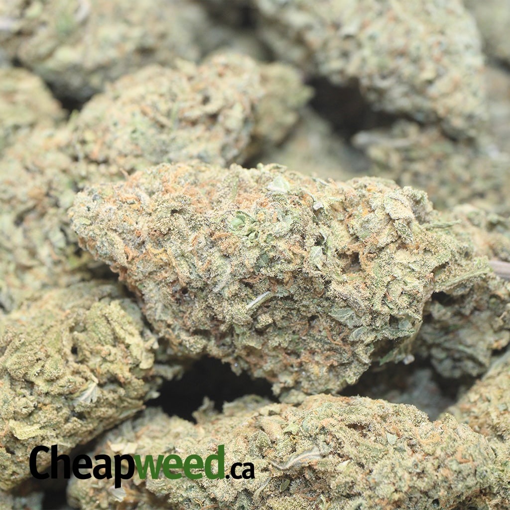 Green Romulan Bulk Special - Image 3
