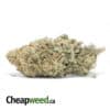 Green Romulan Bulk Special