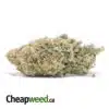 Green Romulan Bulk Special