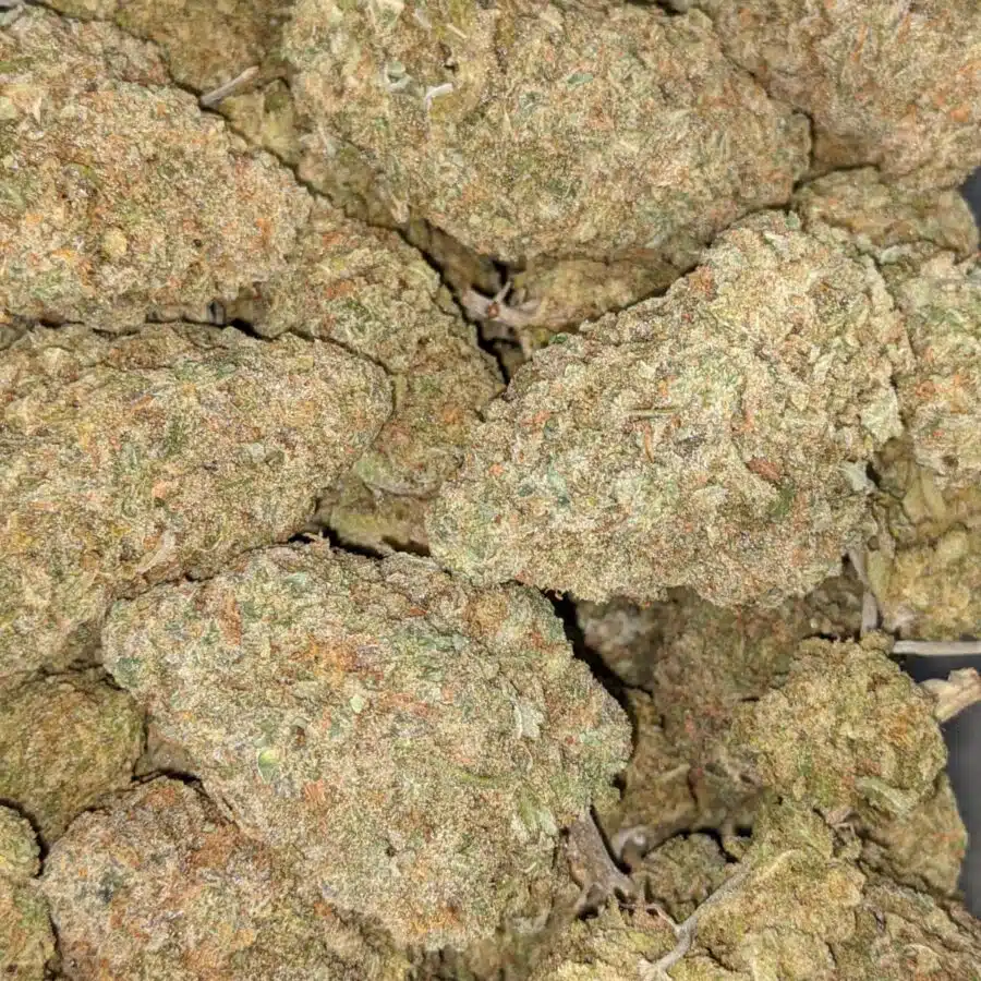 GREEN ROMULAN BULK 1 I Green Romulan Bulk Special