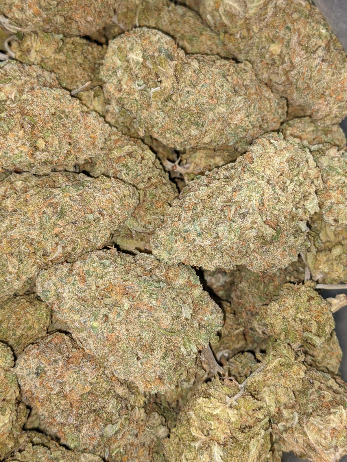 Green Romulan Bulk Special - Image 4