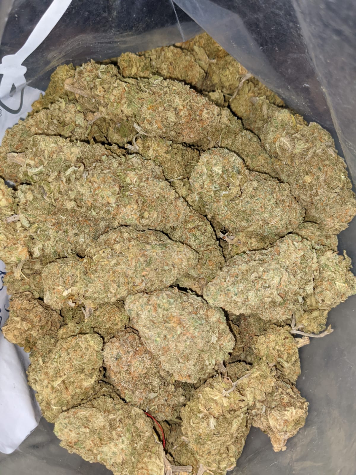 Green Romulan Bulk Special - Image 5