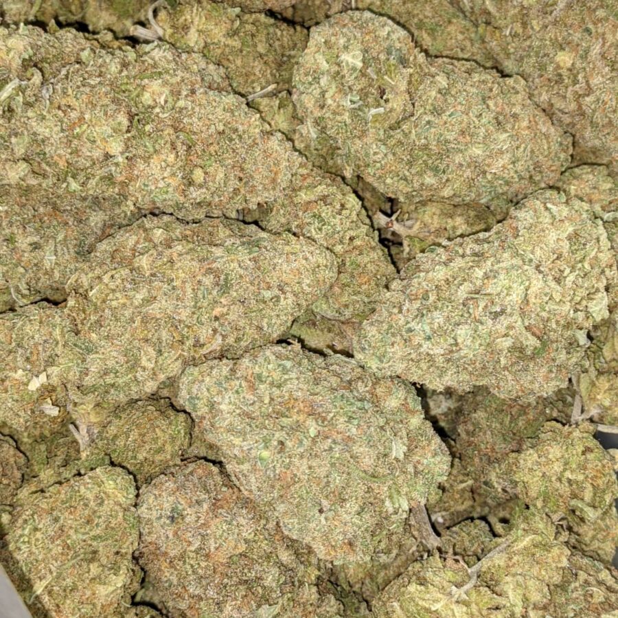 GREEN ROMULAN BULK 3 I Green Romulan Bulk Special