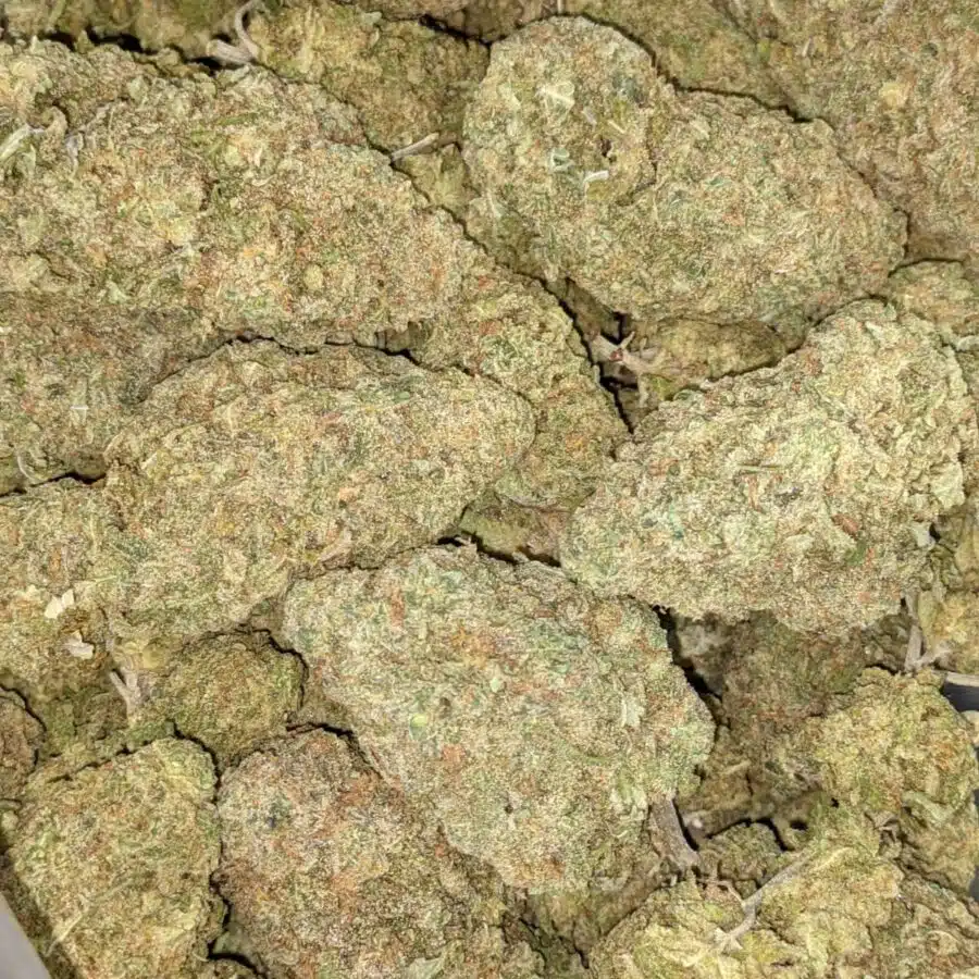 GREEN ROMULAN BULK 3 I Green Romulan Bulk Special