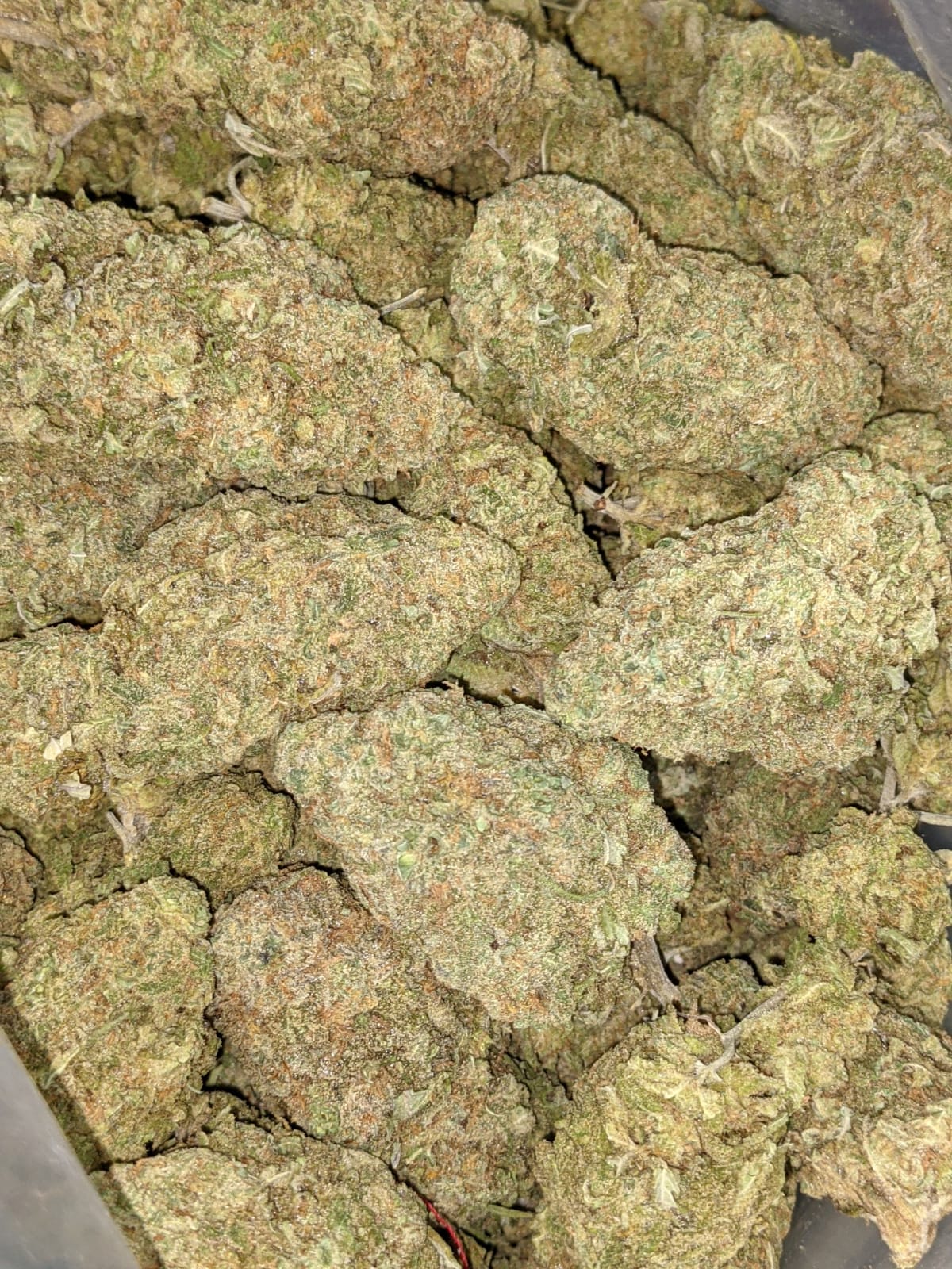 Green Romulan Bulk Special - Image 6