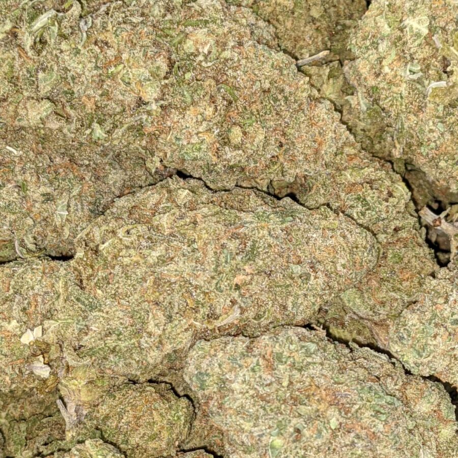 GREEN ROMULAN BULK 4 I Green Romulan Bulk Special
