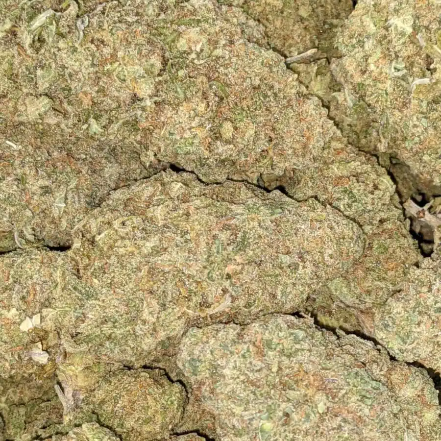 GREEN ROMULAN BULK 4 I Green Romulan Bulk Special