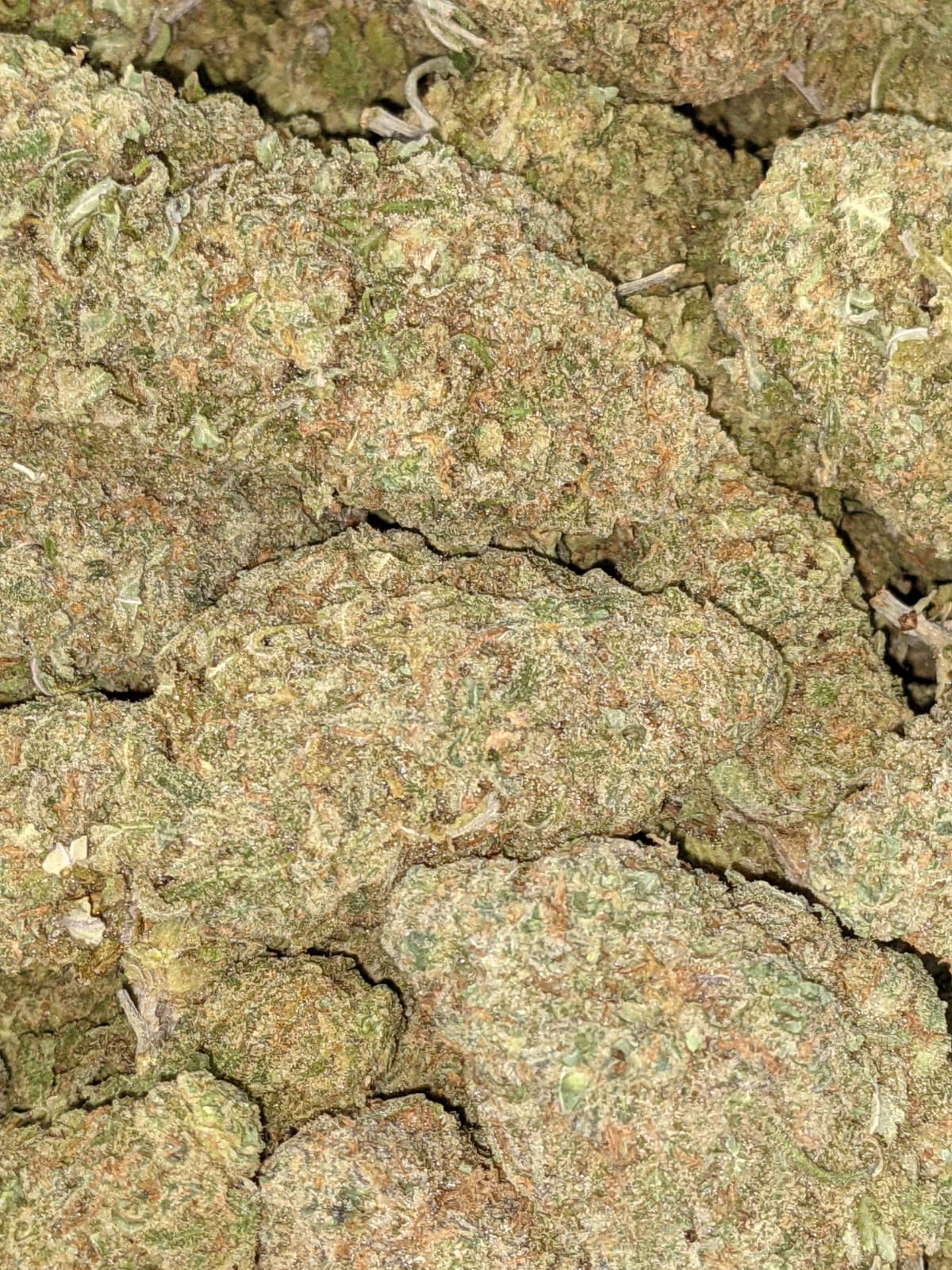 Green Romulan Bulk Special - Image 7