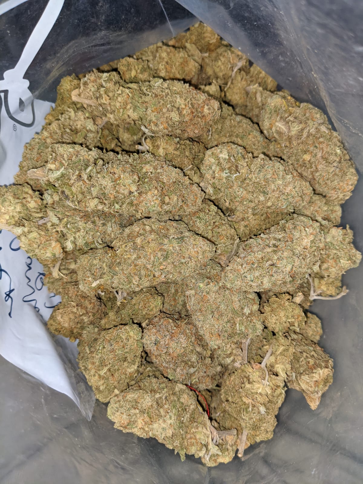 Green Romulan Bulk Special - Image 8
