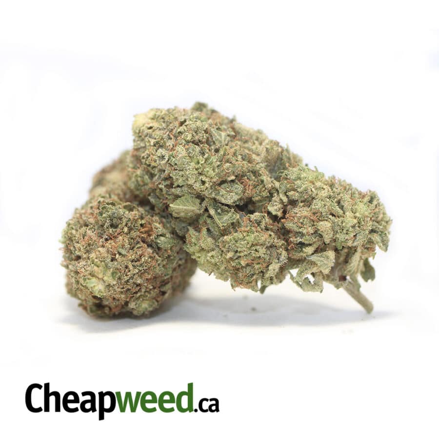 N 20 3 I Pineapple Jack - *Deal of the Day*