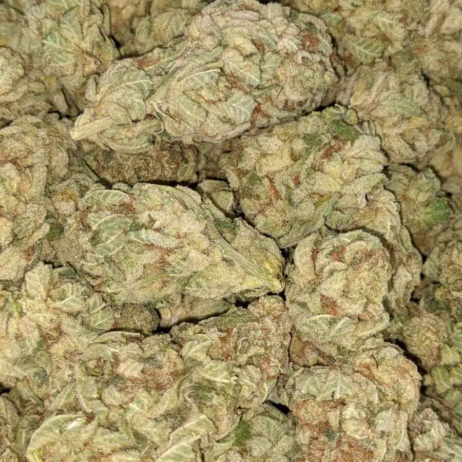 PHAT BANANA 2 I Phat Banana - *Deal of the Day*