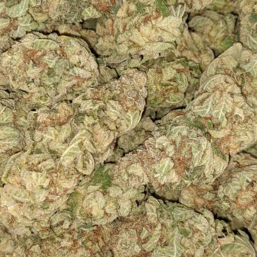 PHAT BANANA 3 I Phat Banana - *Deal of the Day*