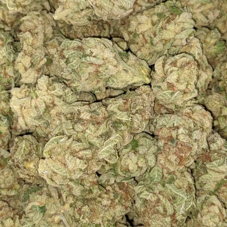 PHAT BANANA 6 I Phat Banana - *Deal of the Day*