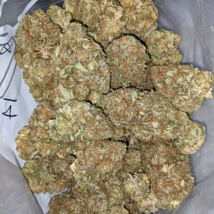 PINEAPPLE JACK DOD 2 I Pineapple Jack - *Deal of the Day*