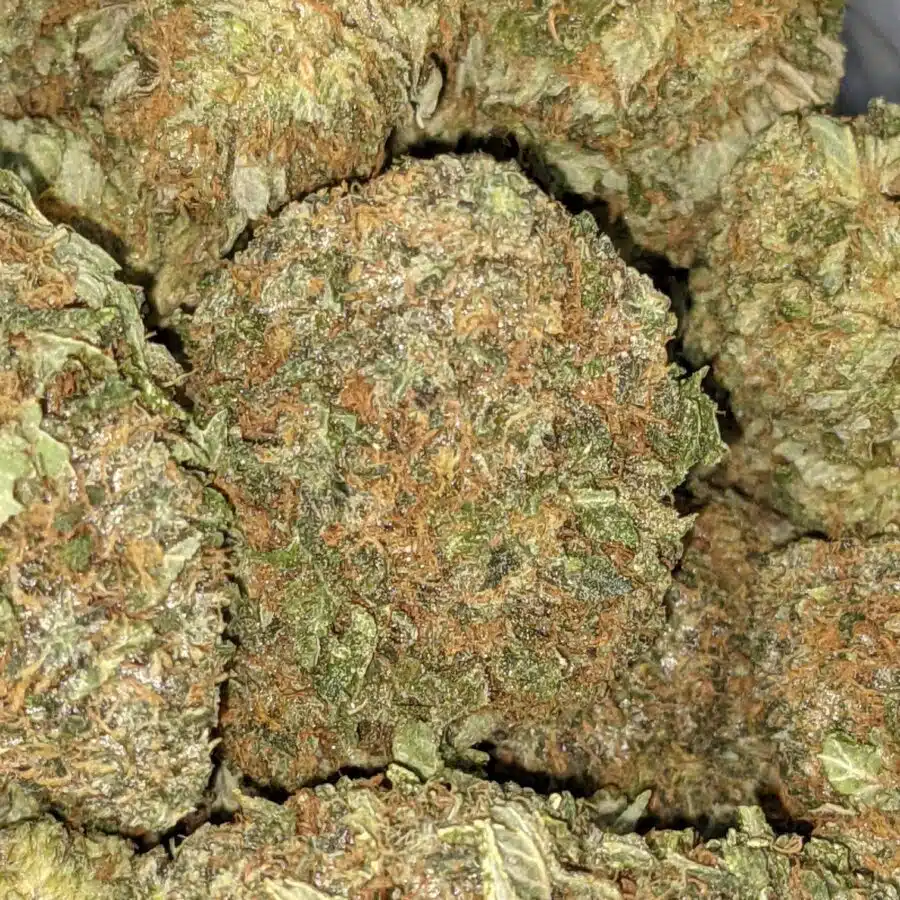 PINEAPPLE JACK DOD 3 I Pineapple Jack - *Deal of the Day*