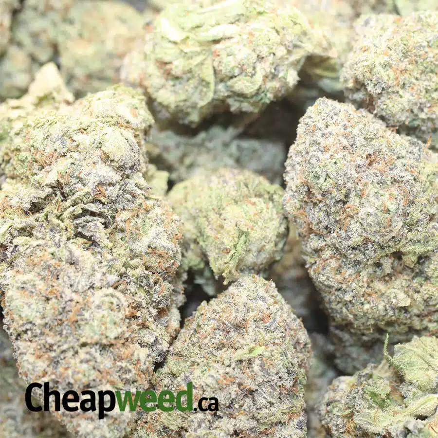 PURPLECOTTON CANDY AAAA 1 I Cotton Candy Kush AAAA