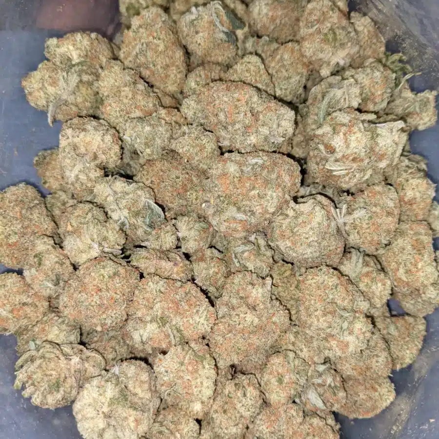 SHERBERT AAA 3 I $69 Oz - Sherbet