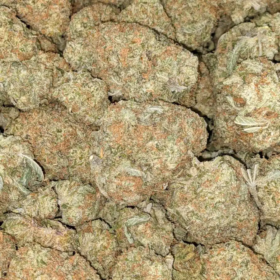SHERBERT AAA 5 I $69 Oz - Sherbet