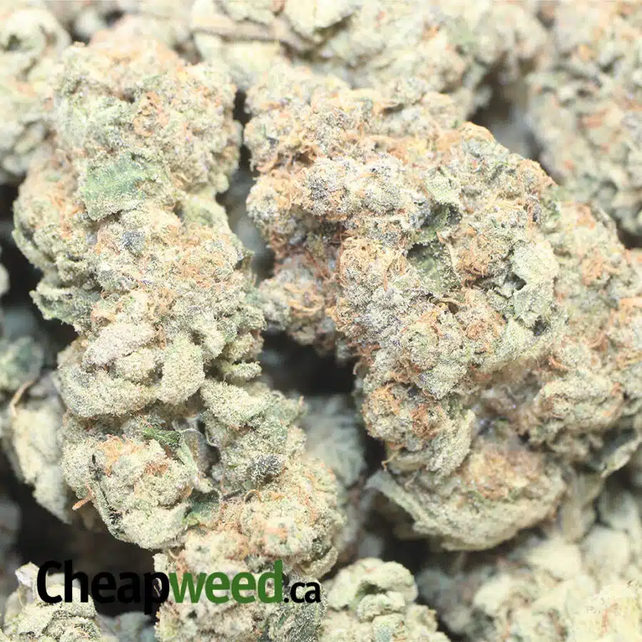 WHITE COOKIES AAA 1 I White Cookies AAA