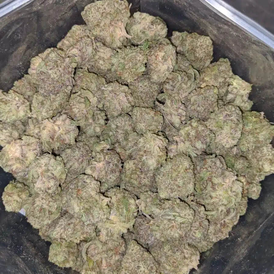 WHITE DURBAN 3 1 I White Durban