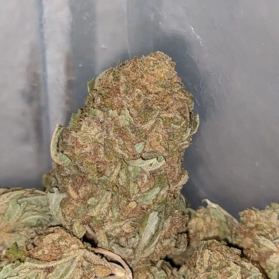aa sour kush 1 I AA Sour Kush
