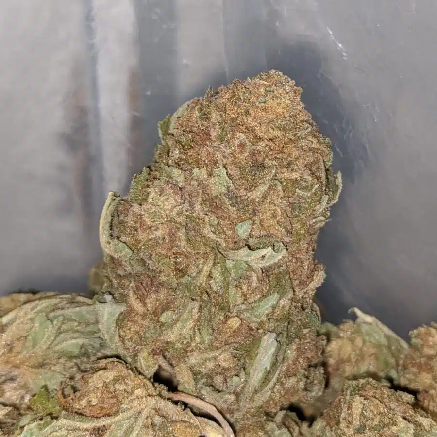 aa sour kush 2 I AA Sour Kush