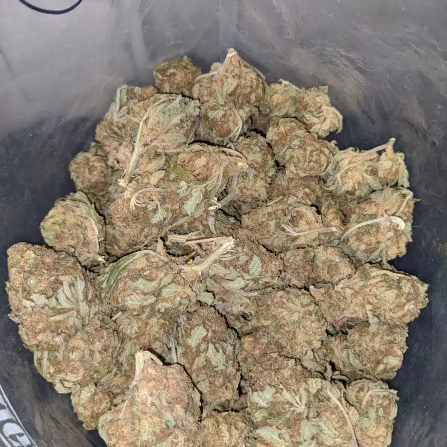 aa sour kush 3 I AA Sour Kush