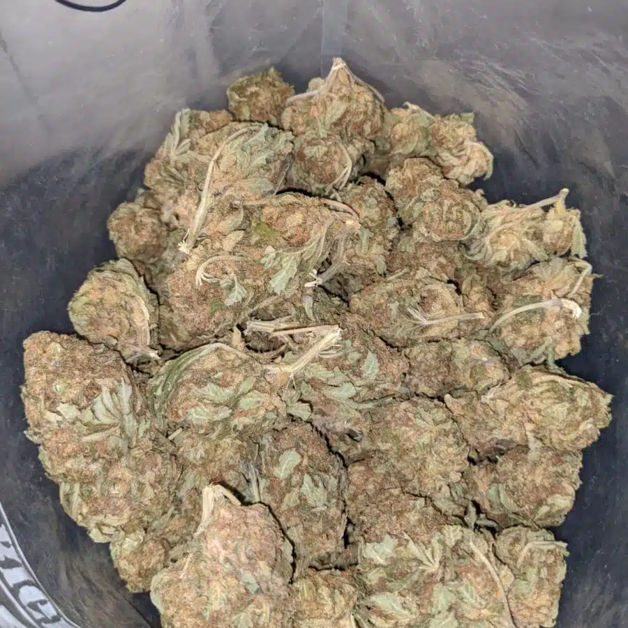 aa sour kush 4 I AA Sour Kush