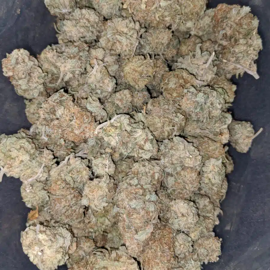 critique deal of the day 1 I Critique - *Deal of the Day*