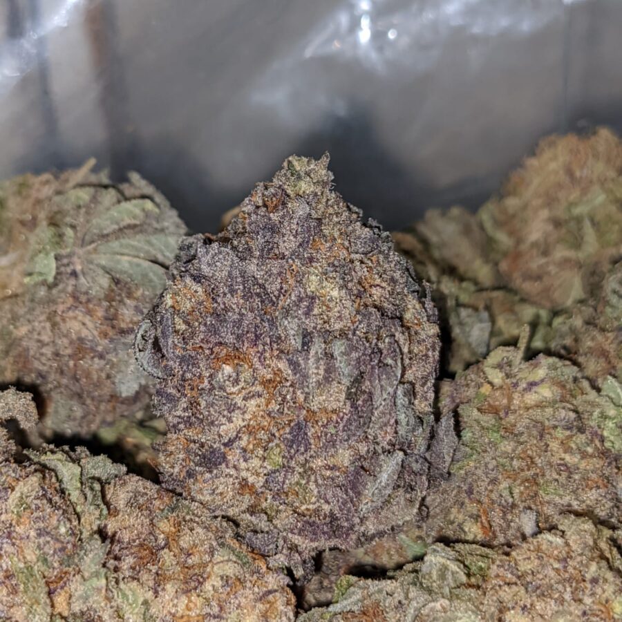 purple mamba bulk special 1 I Purple Mamba Bulk Special