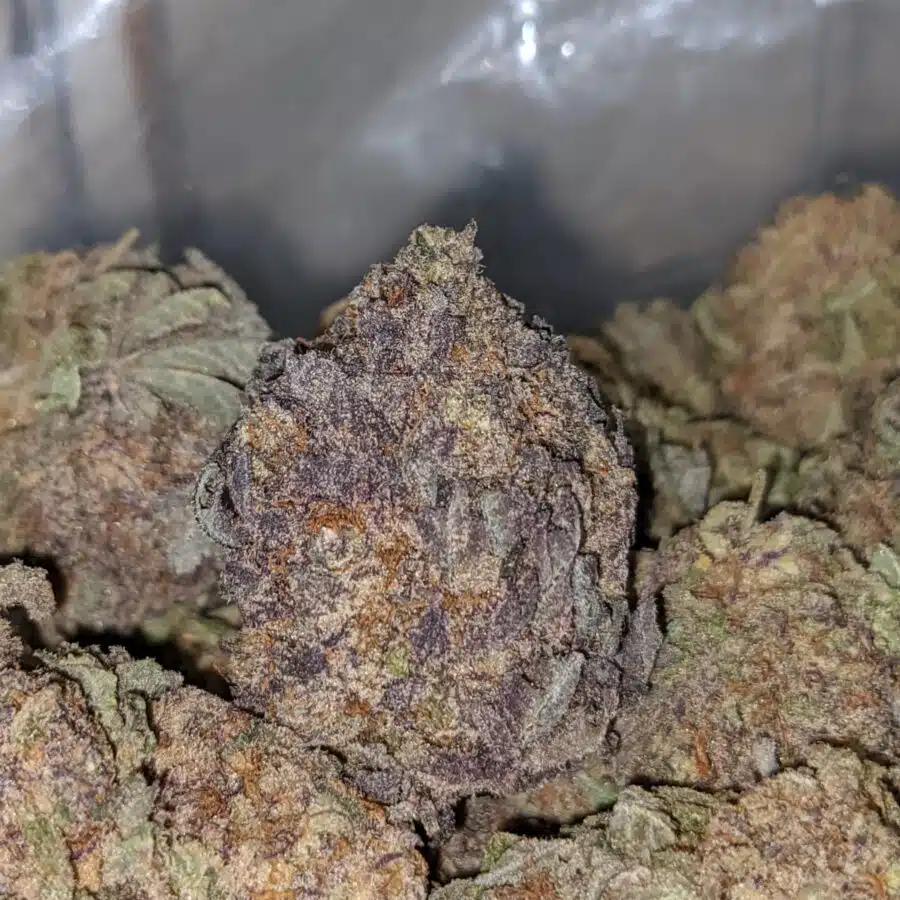 purple mamba bulk special 1 I Purple Mamba Bulk Special