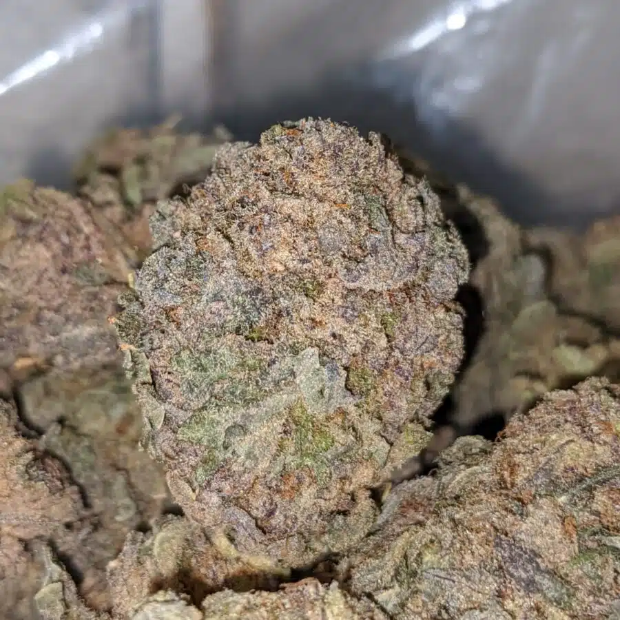 purple mamba bulk special 2 I Purple Mamba Bulk Special