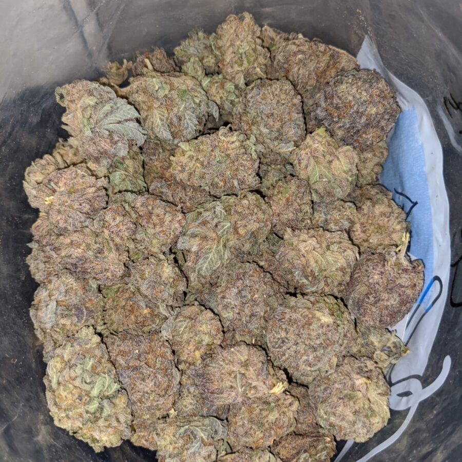 purple mamba bulk special 3 I Purple Mamba Bulk Special