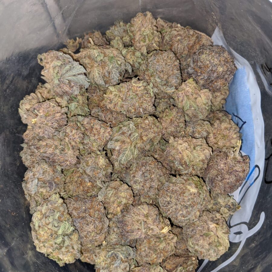 purple mamba bulk special 4 I Purple Mamba Bulk Special
