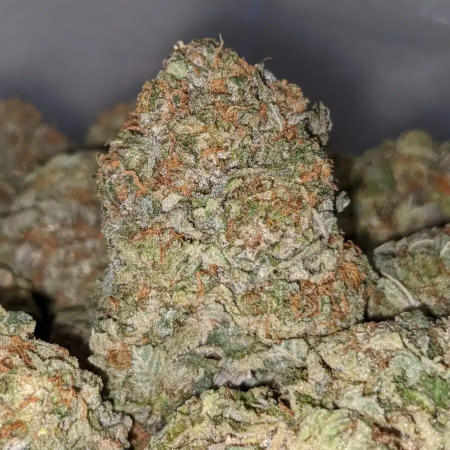 white gas 1 I White Gas