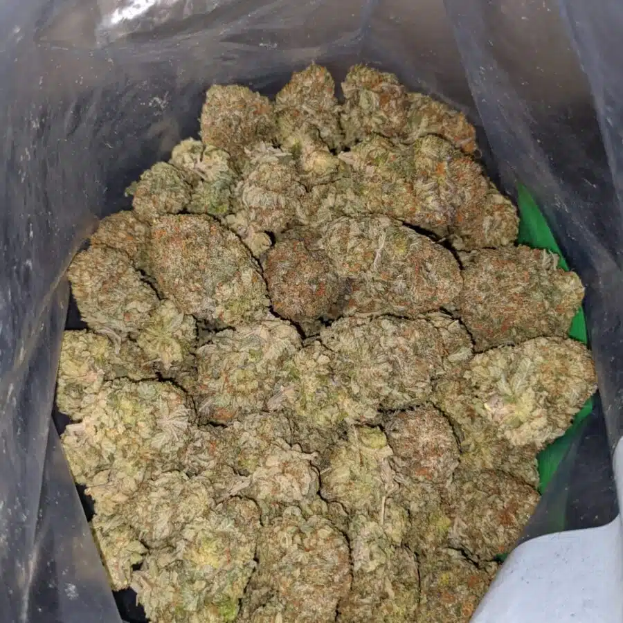 white gas 3 I White Gas