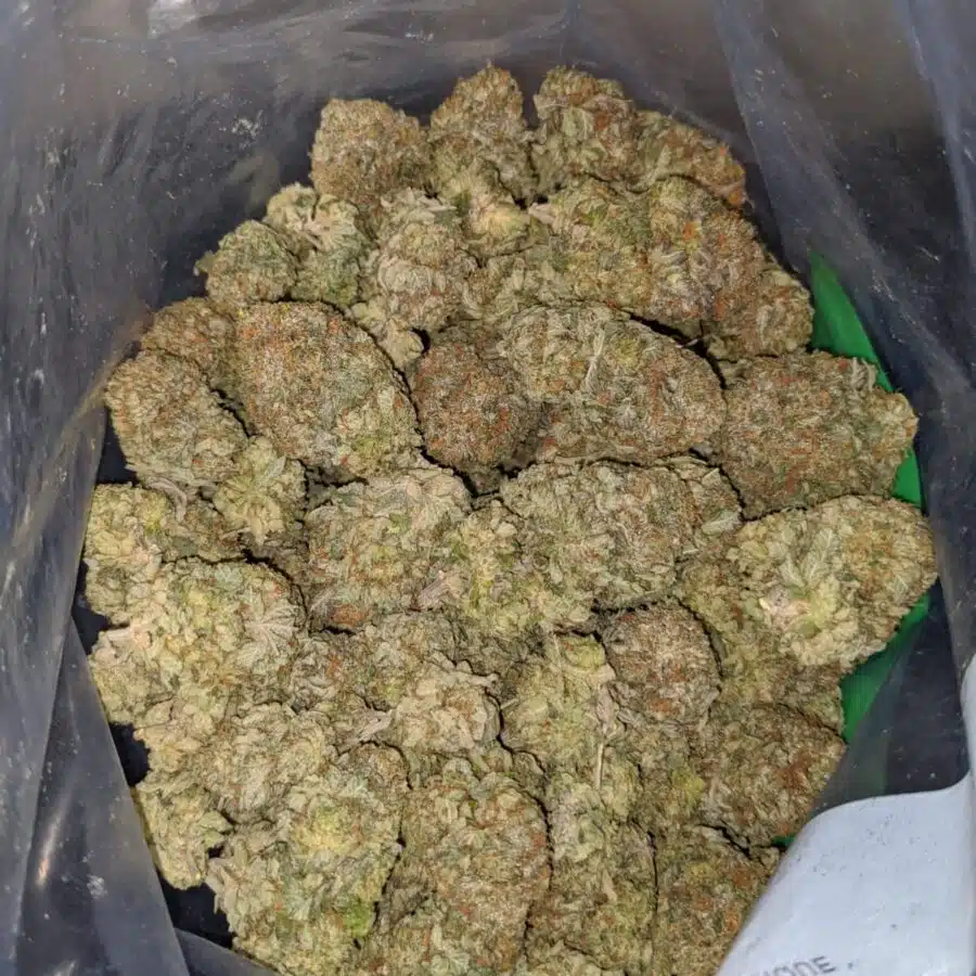 white gas 4 I White Gas