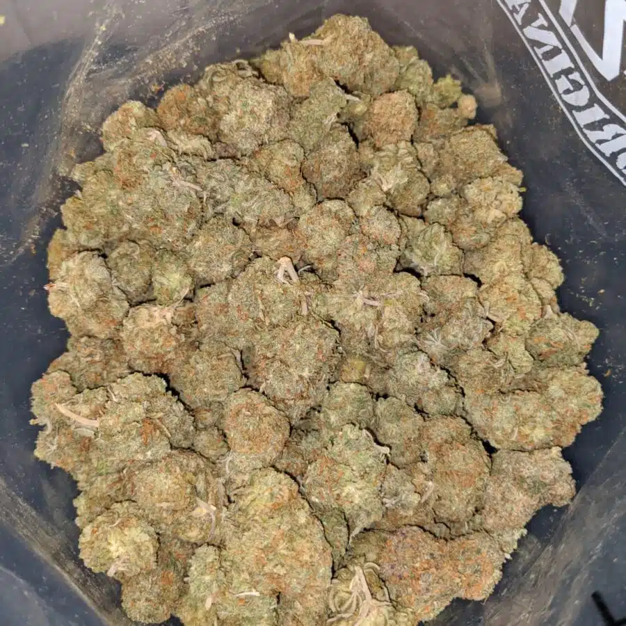 49 scout master cookies 3 I $49 Oz - Scout Master Cookies