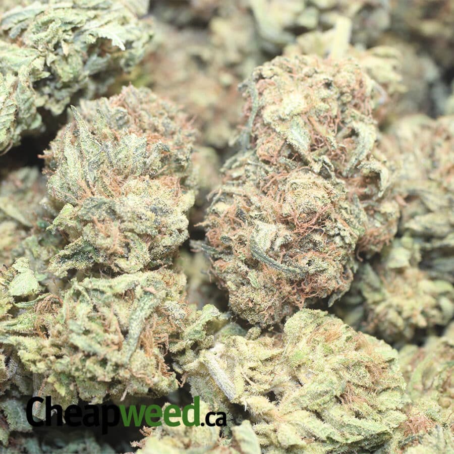 BANANA SPLIT B SP 1 I Banana Split Bulk Special