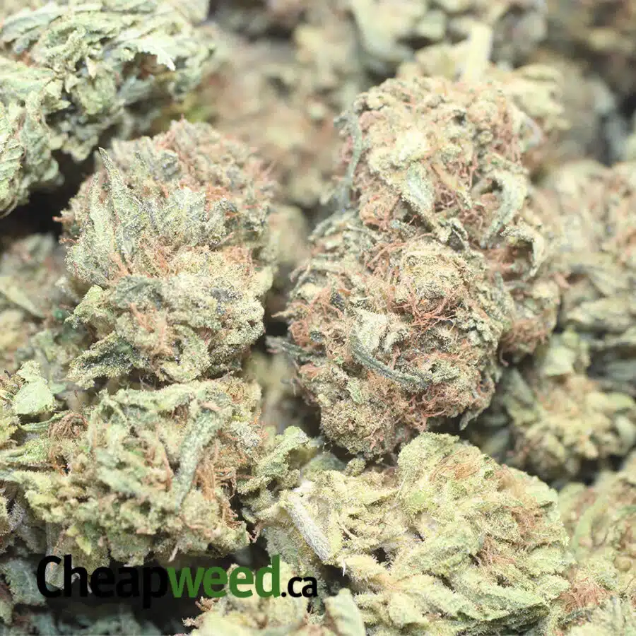 BANANA SPLIT B SP 1 I Banana Split Bulk Special