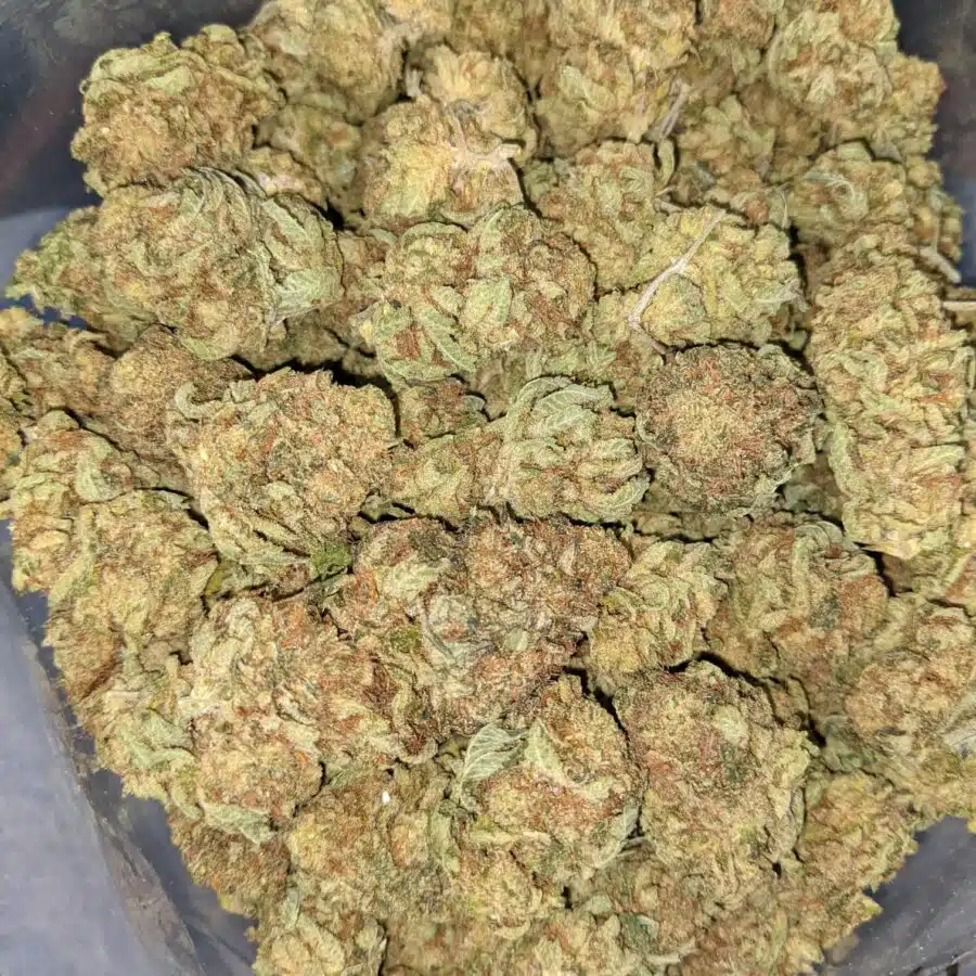 BANANA SPLIT BX 2 I Banana Split Bulk Special