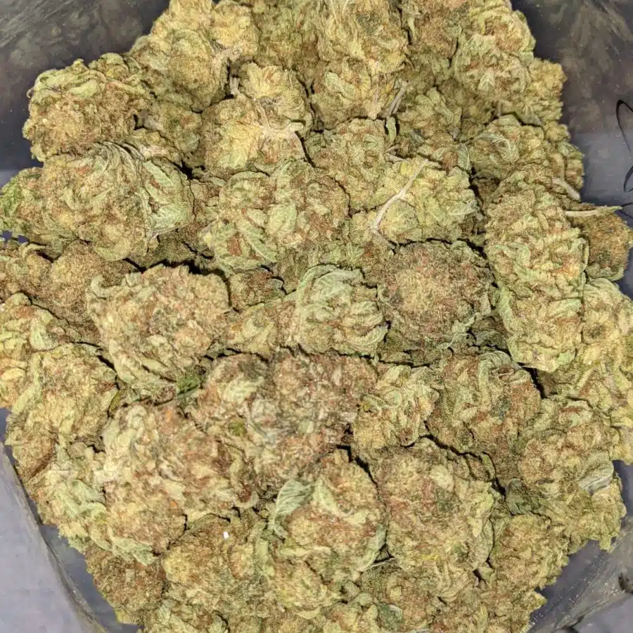 BANANA SPLIT BX 3 I Banana Split Bulk Special
